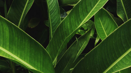 Full frame shot of leaves