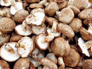 Full frame shot of mushrooms