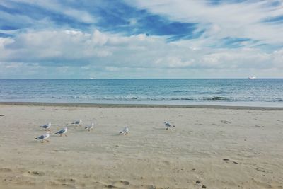 Seagulls on beach