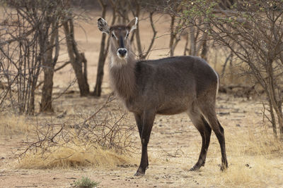 Waterbuck standing on field