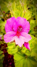 Close-up of pink flower blooming outdoors