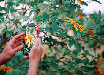 Close-up of hand holding orange flower