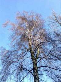 Low angle view of bare tree against sky