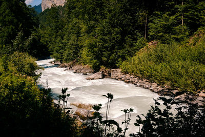 High angle view of river amidst trees in forest