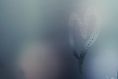 Close-up of water drops on plant