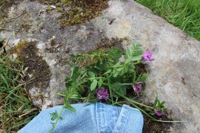 Close-up of flower growing on grass