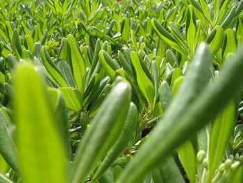 Full frame shot of corn field