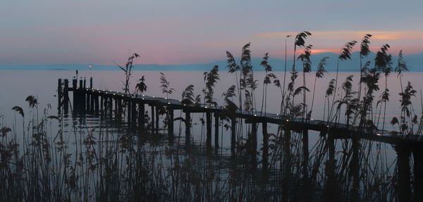 Silhouette plants by pier over lake during sunset