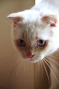 Close-up portrait of a cat