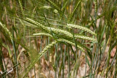 Close-up of plants