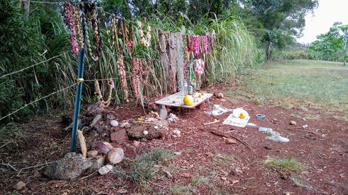Plants growing on field