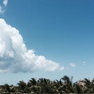 Low angle view of trees against cloudy sky