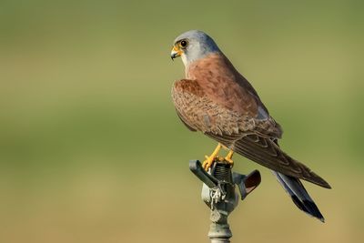 Close-up of bird perching outdoors