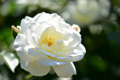 Close-up of white rose blooming outdoors