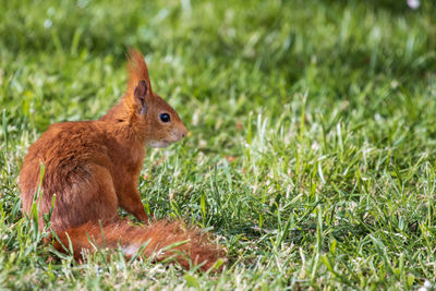 Side view of an animal on field