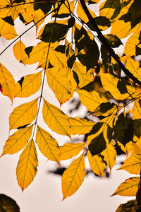 Close-up of yellow maple leaves against blurred background