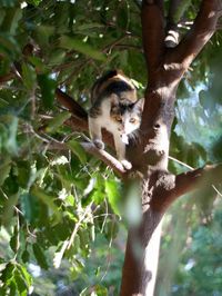 Low angle view of squirrel on tree in forest