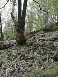 Trees growing in forest