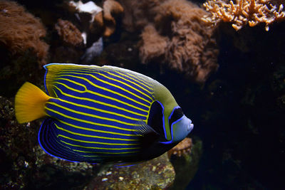 Side view of fish swimming in aquarium 