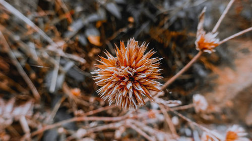 Close-up of wilted plant on field
