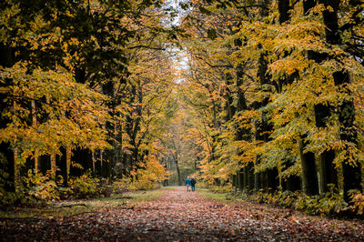 People walking on footpath amidst autumn trees in forest
