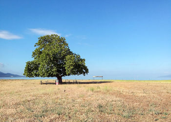 Trees on field against blue sky