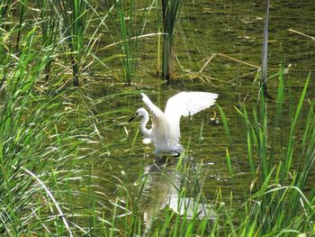 White bird on grass by lake