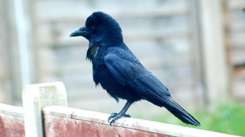 Close-up of bird perching on wood