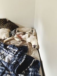 View of an animal on bed at home