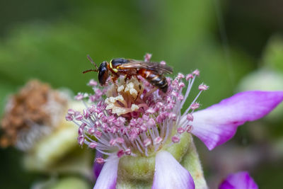 Macro photo of a tiny colorful wasp pollinating a flower photo was taken in northern israel