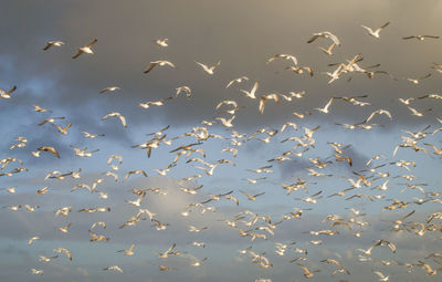 Low angle view of birds flying in the sky