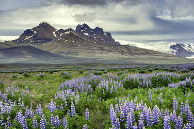 Scenic view of purple mountains against sky