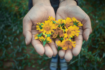 Close-up of hand holding yellow flowering plant