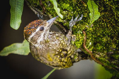 Close-up of bird perching on tree