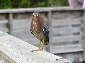 Close-up of bird perching on retaining wall