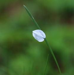 Close-up of plant against blurred background