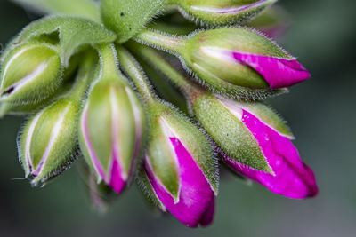 Close-up of pink flowering plant