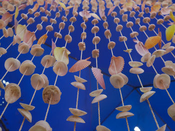 High angle view of jellyfish in water