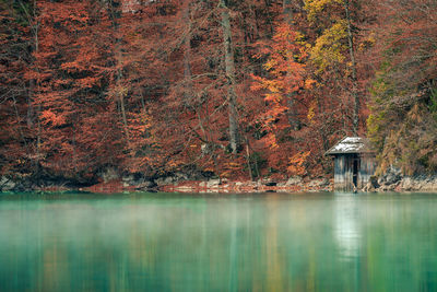 Alpsee lake against trees