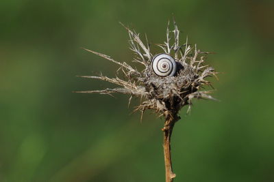 Close-up of a bird