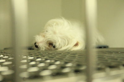 Dog standing on floor