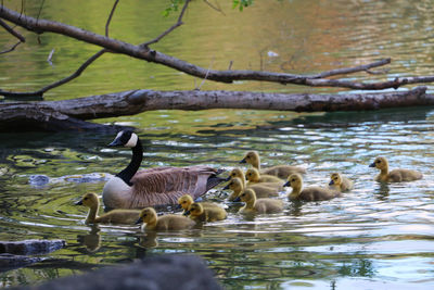 Ducks swimming in lake