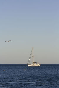 View of sailboat in sea against clear sky