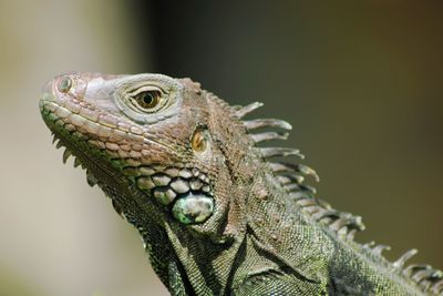 Close-up of a lizard