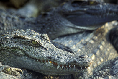 Close-up of a lizard