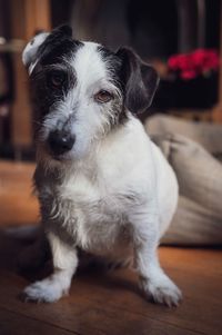 Close-up portrait of dog at home