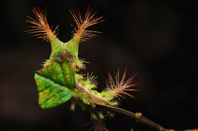 Close-up of a plant