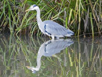 High angle view of gray heron in lake