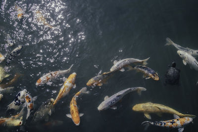 Close-up of fish swimming in water