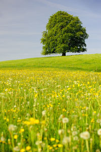 Scenic view of field against sky